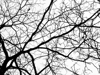 silhouette of a leafless tree isolated on white background
