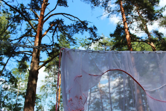 The metal rusty chain is fixed by a special construction to the pine for the person to be attached to it and practicing bdsm in nature and a white female dressing-gown dries on a chain 