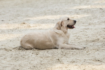 Portrait of golden retrievers dog in Belgium