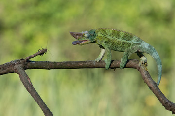 Chameleon Furcifer pardalis Ambolobe 2 years old, Madagascar endemic Panther chameleon in angry state, pure Ambilobe (Chamaeleoninae)