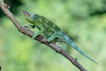 Chameleon Furcifer pardalis Ambolobe 2 years old, Madagascar endemic Panther chameleon in angry state, pure Ambilobe (Chamaeleoninae)