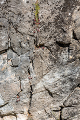 Rock and plant