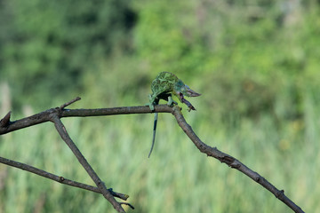 Chameleon Furcifer pardalis Ambolobe 2 years old, Madagascar endemic Panther chameleon in angry state, pure Ambilobe (Chamaeleoninae)