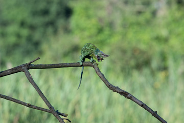 Chameleon Furcifer pardalis Ambolobe 2 years old, Madagascar endemic Panther chameleon in angry state, pure Ambilobe (Chamaeleoninae)