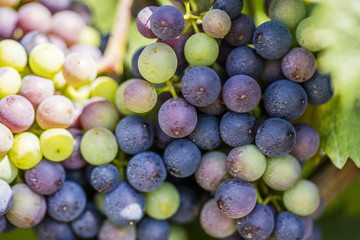 green and blue grapes in vineyard