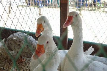 Three white goose in a cage © domnichvlad