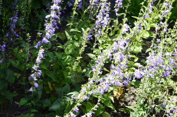 Campanula bononiensis with plenty purple - violet flowers