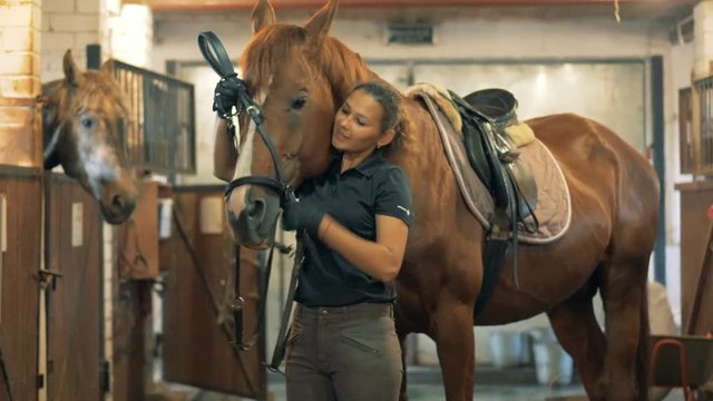 A rider puts a bridle on a horse, close up.