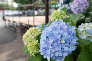 紫陽花,hydrangea