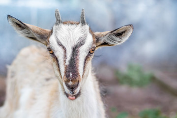 Portrait of a small goat in the farms on a blurred background  close-up_