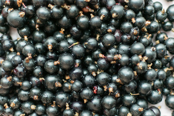 Background of black currant berries.