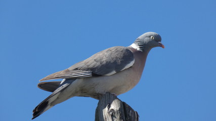 Pigeon on Post