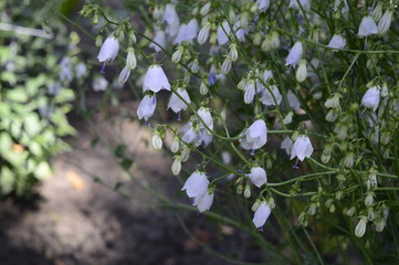 Adenophora liliifolia called as lily-leaf ladybell with fragrant, bright blue tiny bells