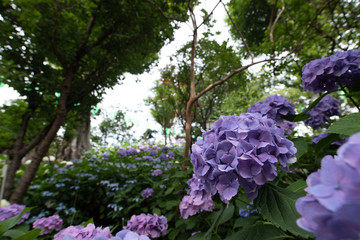紫陽花,hydrangea