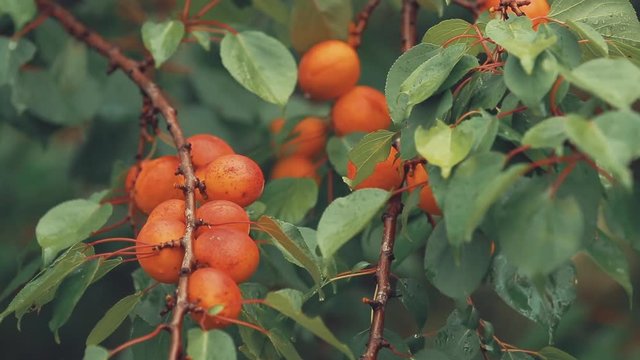 Rugged, juicy, orange, bright, delicious apricots on the branch with water drops in the garden. Plant in the rain, close up, dynamic scene, toned video.