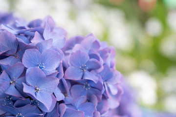 紫陽花,hydrangea