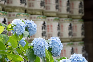 紫陽花,hydrangea