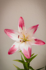 Red  Lily flower on light background