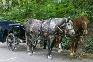 Two horses in a beautiful harness.