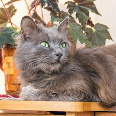 A gray, fluffy pussy sits near the houseplant and looks carefully up. Portrait of cat close-up_