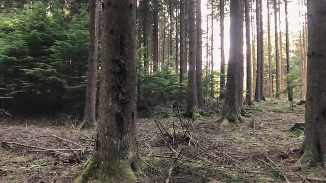 Kamerafahrt entlang an einem Wald im Sauerland in Deutschland