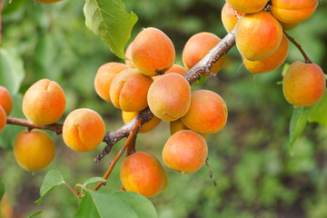 Ripe organic apricots hanging on a apricot tree