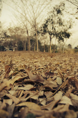 Dried Leaves On Ground
