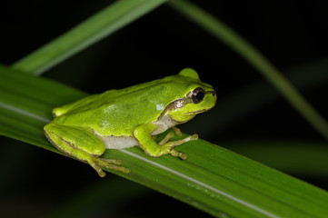 Tree Frog is hunting at night