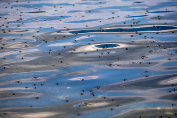 A swarm of mosquitoes against the backdrop of a lake