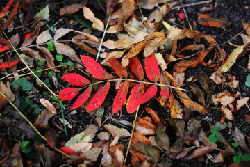 Autumn 