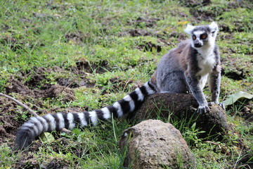 Naklejka na ściany i meble Lemur's long tail