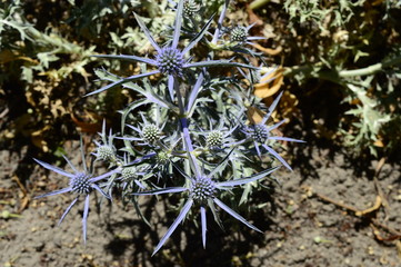 Eryngium maritimum - plant under protection with burr-shaped metallic blue flowers