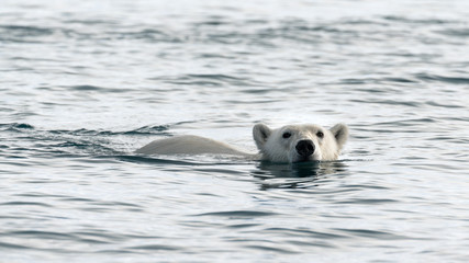 Polar Bear in the Wild! © Tobias