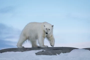 Fotobehang Polar Bear in the Wild! © Tobias