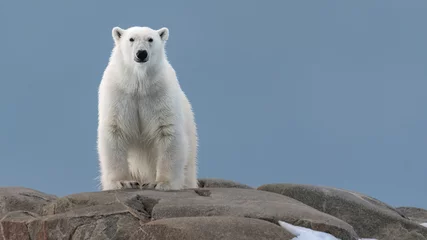 Fototapeten Eisbär in freier Wildbahn! © Tobias