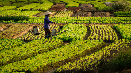 Vietnam Farming - obrazy, fototapety, plakaty
