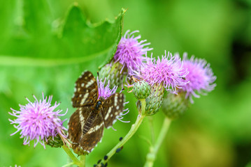 beautiful butterfly in the color of a thistle