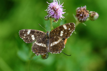 beautiful butterfly in the color of a thistle