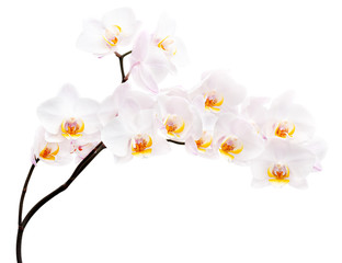Orchid flowers isolated on white background