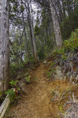 Forest Trail at Los Alerces National Park