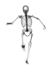 X RAY SKELETON 3D RENDER