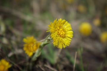 Mother-and-stepmom yellow flower