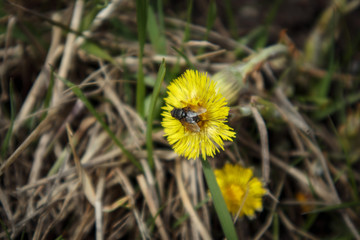 Mother-and-stepmom yellow flower