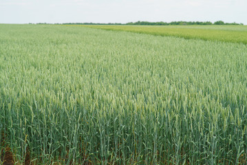 Winter wheat green