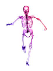 X RAY SKELETON 3D RENDER