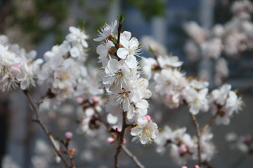 Apricot blossom in may