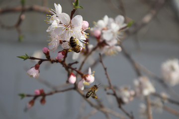 Apricot blossom in may