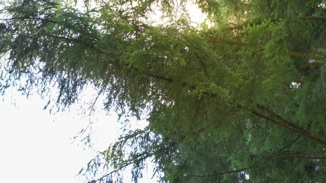 Unter einem Tannenbaum