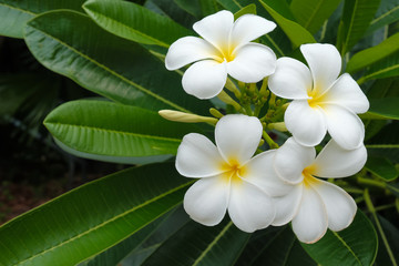 White frangipani flowers and green leaves