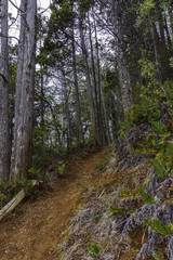 Obraz premium Forest Trail at Los Alerces National Park